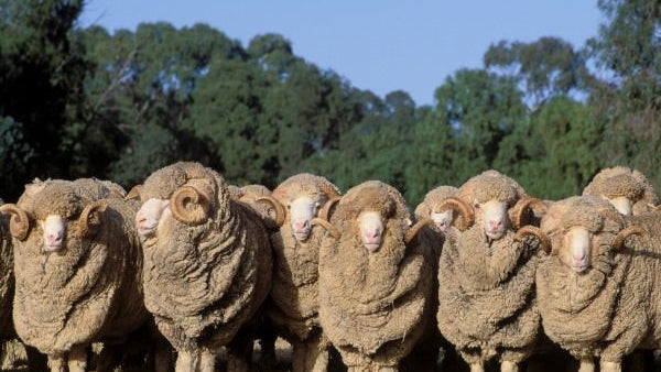 Load video: Cotton USA